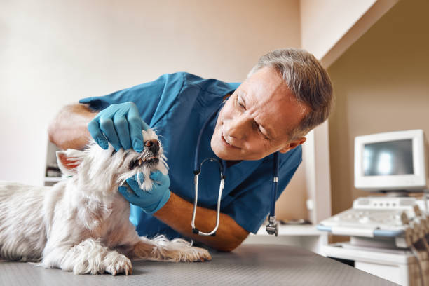 Best Emergency Dental Care for Trauma or Injury in Due West, SC